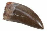 Serrated, Carcharodontosaurus Tooth - Top Quality Specimen #238012-1